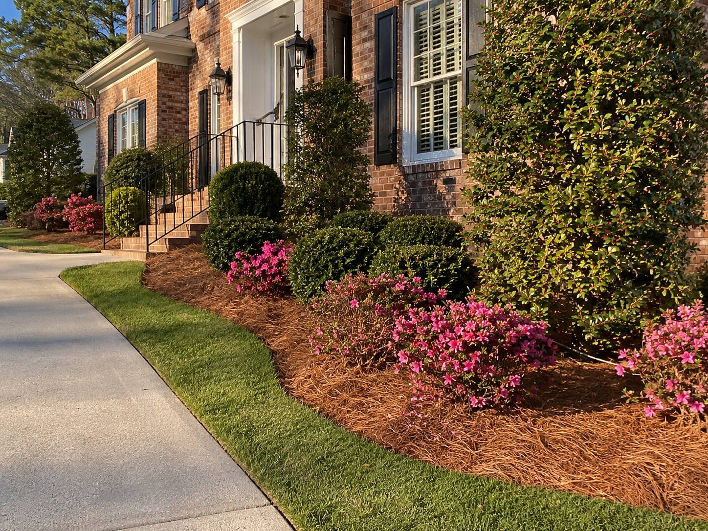 Front foundation beds dressed in fresh longleaf pine straw with blooming azaleas and boxwoods along a brick home