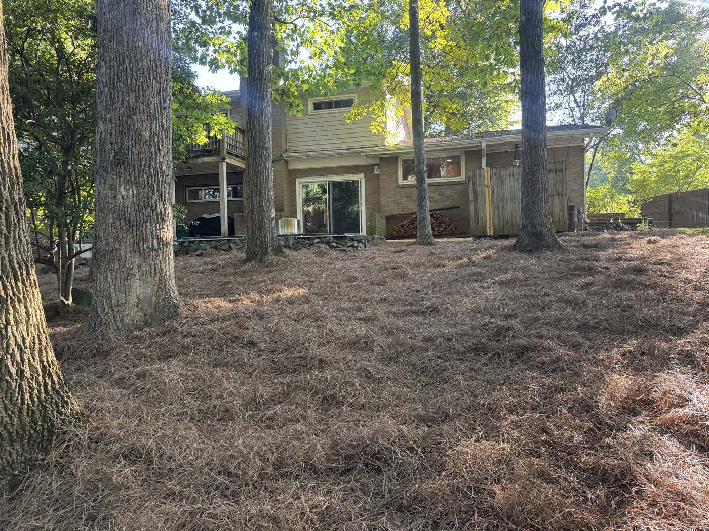 The same hillside covered edge to edge in fresh long-needle pine straw, with the house and deck above