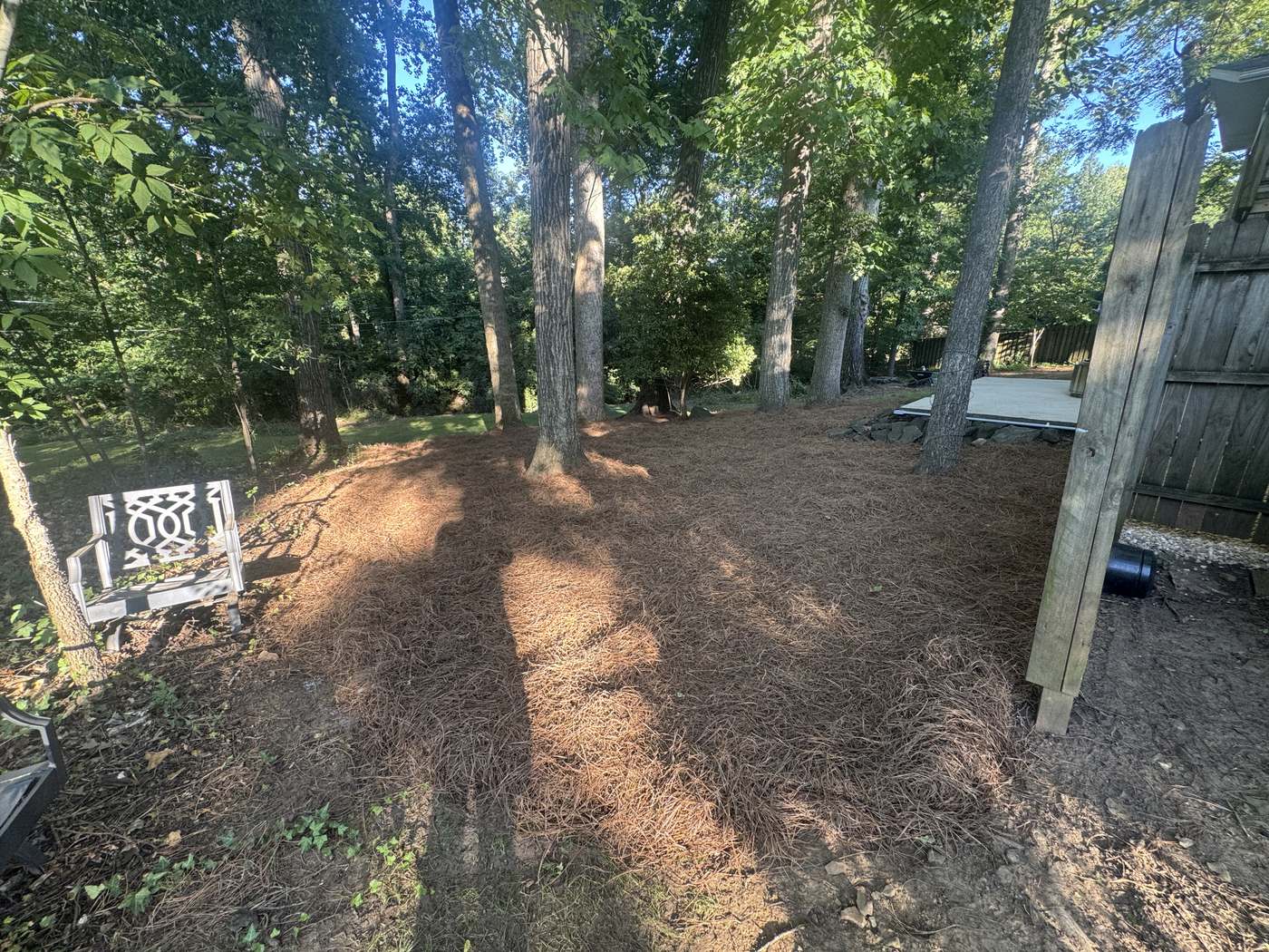Shaded natural area under mature trees freshly covered in long-needle pine straw, with a metal garden bench at the edge
