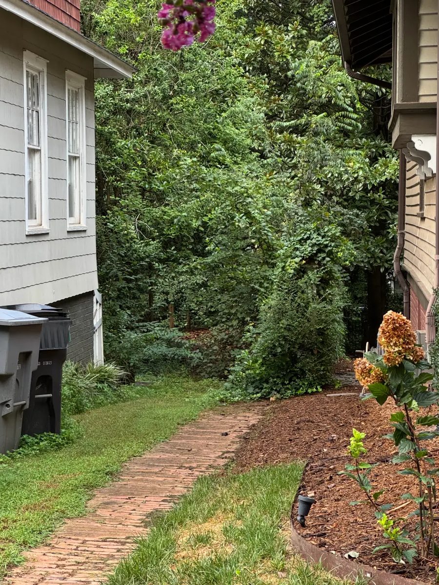 Side yard path swallowed by a wall of overgrown brush and ivy before clearing