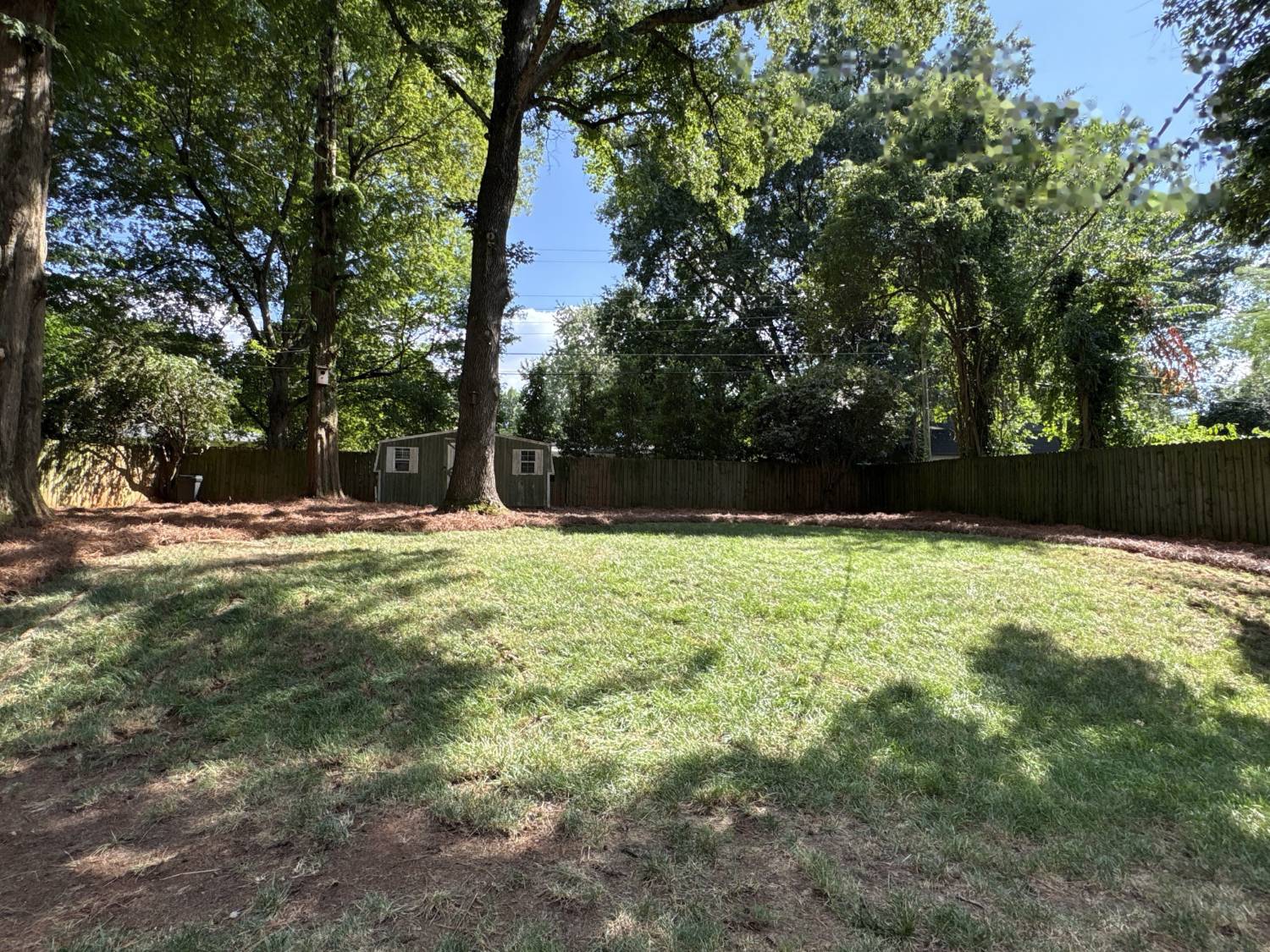 The same backyard after cleanup, with a healthy green lawn and fresh pine straw beds along the fence line
